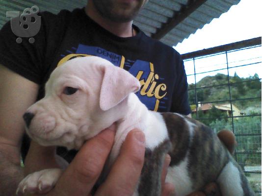 πωλουνται κουταβια pitbull